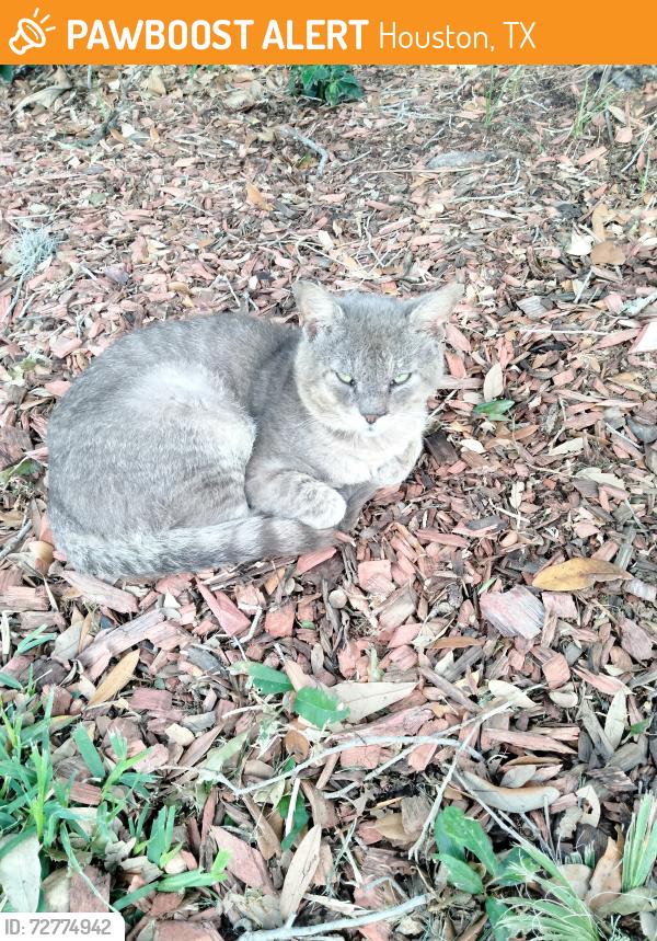 Found/Stray Male Cat last seen White Oak Trace and White Oak Springs, Houston, TX 77429