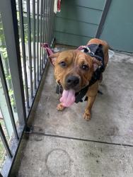 Found/Stray Male Dog last seen Jones, Cypress, TX 77429