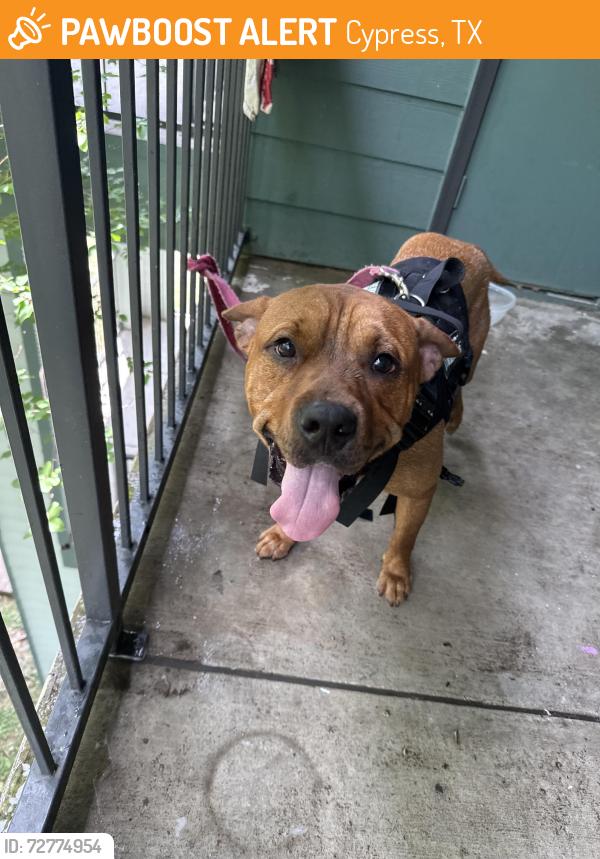 Found/Stray Male Dog last seen Jones, Cypress, TX 77429