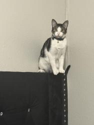 Lost Female Cat last seen Near the sunstone apmts on culebra, San Antonio, TX 78228