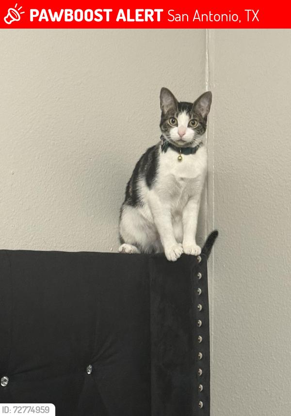 Lost Female Cat last seen Near the sunstone apmts on culebra, San Antonio, TX 78228