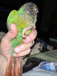Lost Female Bird last seen Broadale & Saratoga, Cleveland, OH 44109