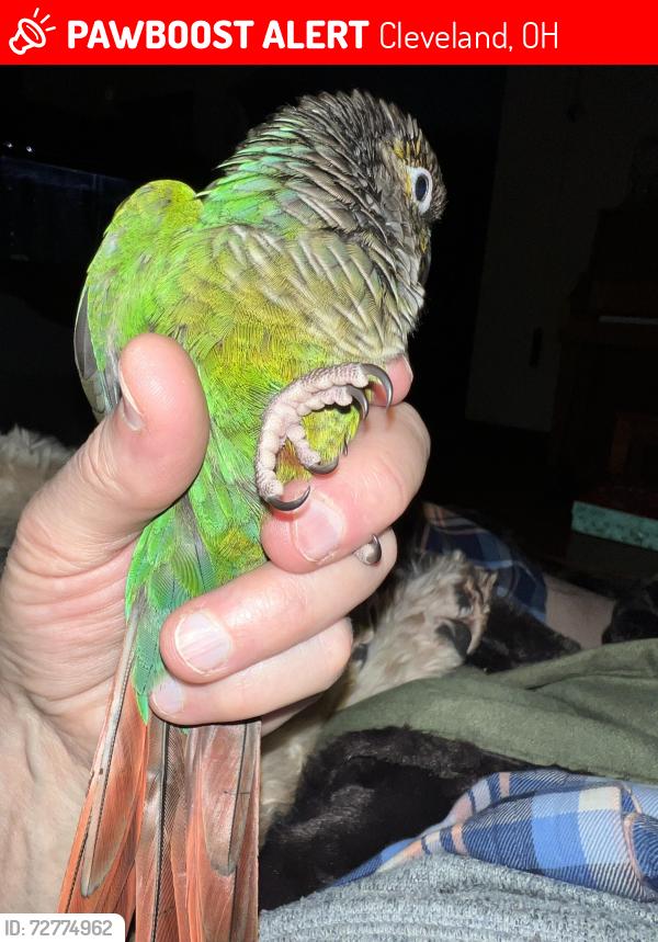 Lost Female Bird last seen Broadale & Saratoga, Cleveland, OH 44109
