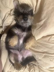 Lost Male Dog last seen Yosemite and Glacier, Wichita, KS 67215