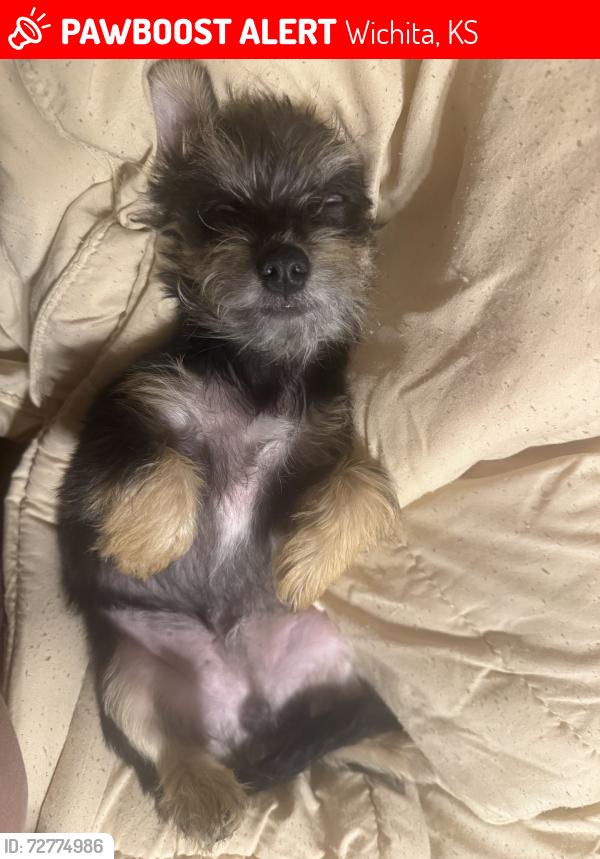 Lost Male Dog last seen Yosemite and Glacier, Wichita, KS 67215