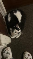 Lost Male Cat last seen Weldon and Palm , Fresno, CA 93704