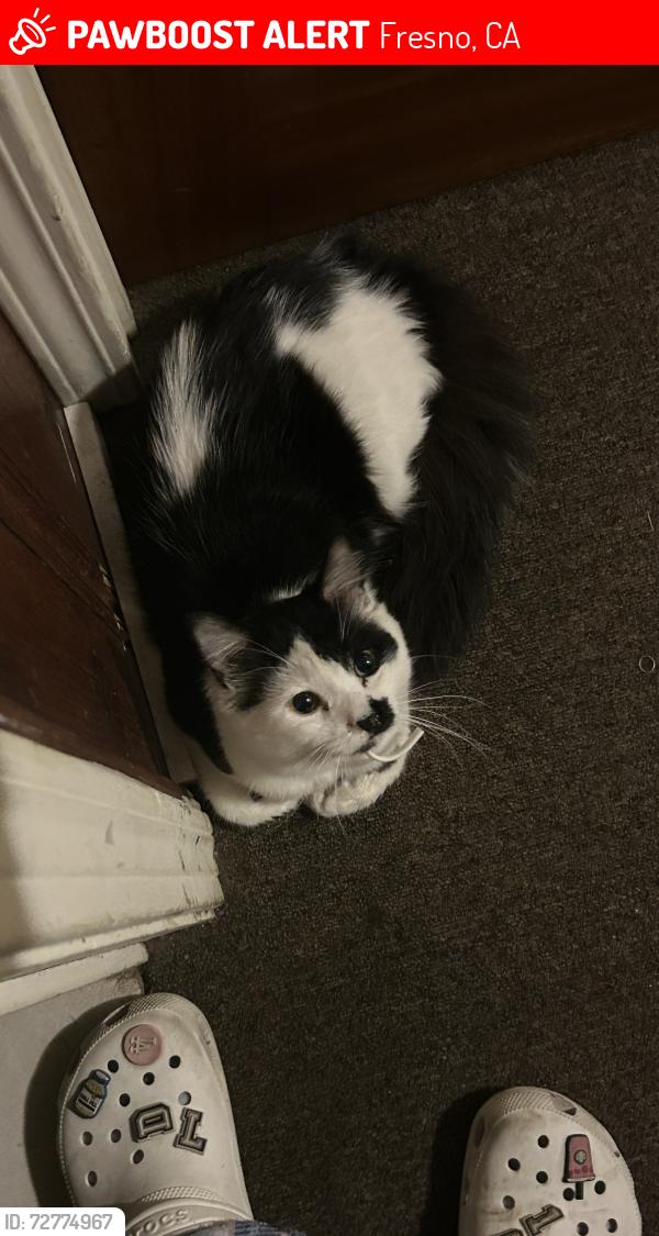 Lost Male Cat last seen Weldon and Palm , Fresno, CA 93704