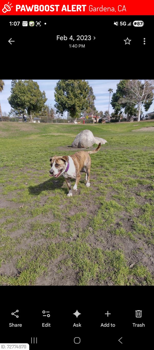 Lost Female Dog last seen Gardena Blvd and Broadway, Gardena, CA 90248