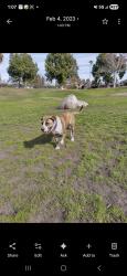 Lost Female Dog last seen Gardena Blvd and Broadway, Gardena, CA 90248