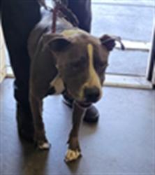 Shelter Stray Male Dog last seen , Los Angeles, CA 90047