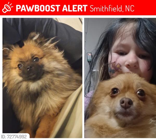 Lost Female Dog last seen Near nc hwy 210 smithfield nc , Smithfield, NC 27577