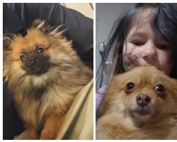 Lost Female Dog last seen Near nc hwy 210 smithfield nc , Smithfield, NC 27577