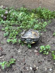Found/Stray Unknown Reptile last seen Mines and Boer, Whittier, CA 90606