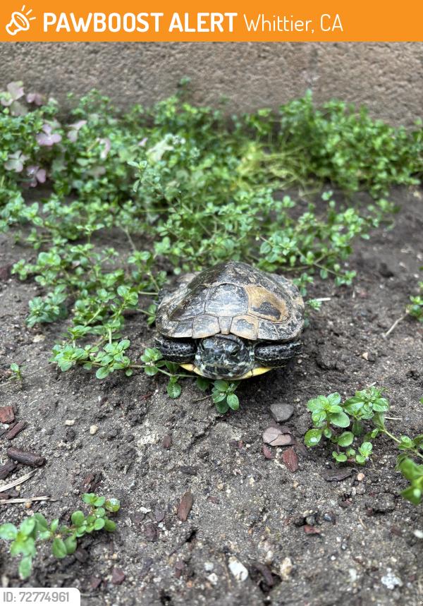 Found/Stray Unknown Reptile last seen Mines and Boer, Whittier, CA 90606
