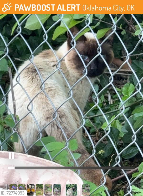 Found/Stray Unknown Cat last seen 63rd and Portland, Oklahoma City, OK 73116