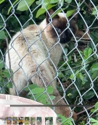 Found/Stray Unknown Cat last seen 63rd and Portland, Oklahoma City, OK 73116