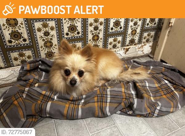 Found/Stray Female Dog last seen Liberty Ave , La Crescenta-Montrose, CA 91020