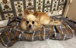 Found/Stray Female Dog last seen Liberty Ave , La Crescenta-Montrose, CA 91020
