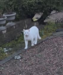 Found/Stray Unknown Cat last seen Evergreen Park , Bellevue, WA 98008