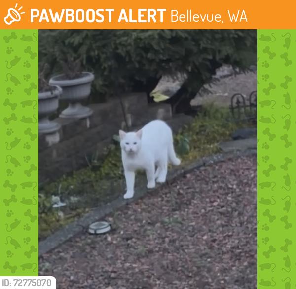 Found/Stray Unknown Cat last seen Evergreen Park , Bellevue, WA 98008