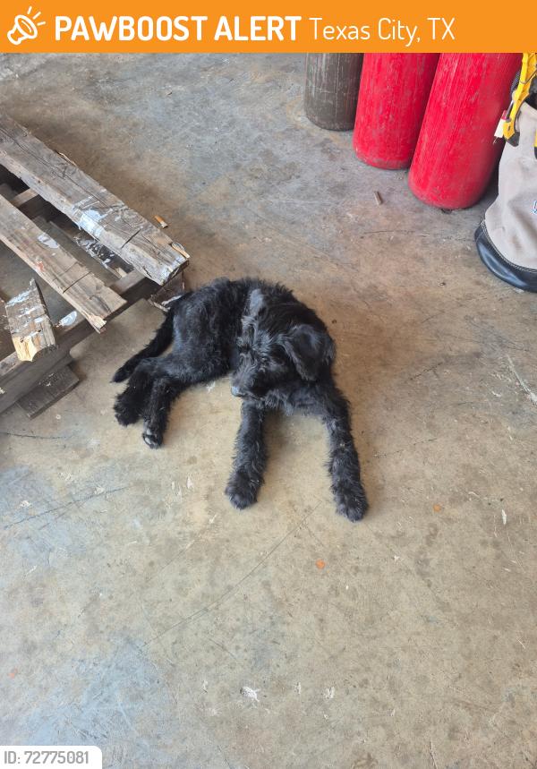Found/Stray Male Dog last seen Dollar general Texas Ave Texas city, Texas City, TX 77590