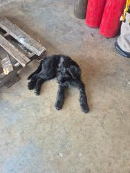 Found/Stray Male Dog last seen Dollar general Texas Ave Texas city, Texas City, TX 77590