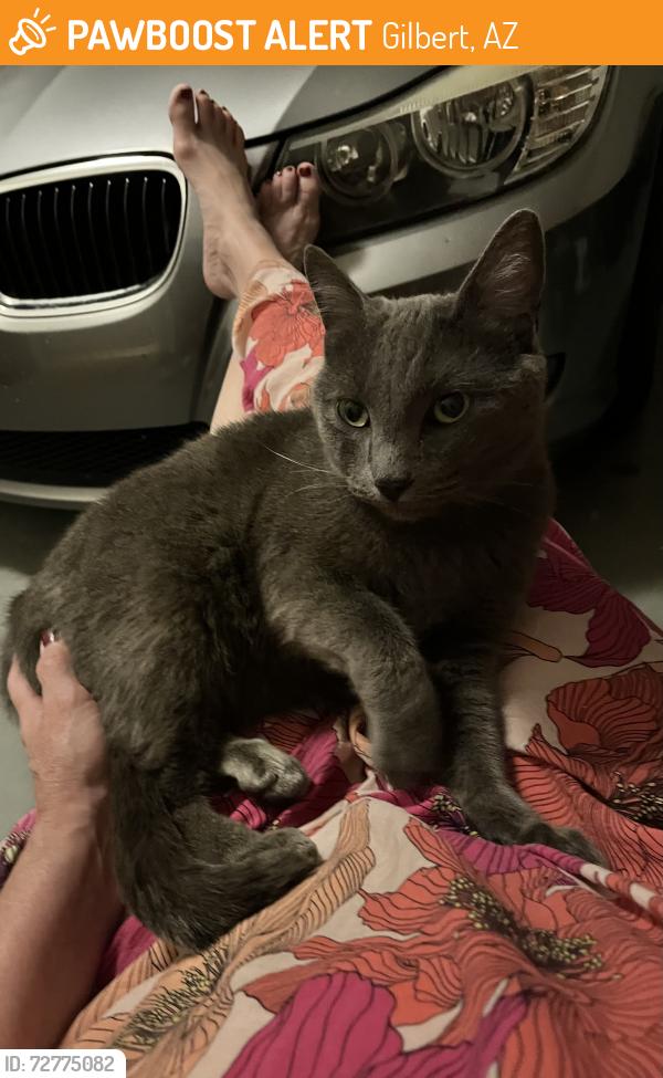 Found/Stray Female Cat last seen Elliot & Cambridge, Gilbert, AZ 85233
