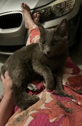 Found/Stray Female Cat last seen Elliot & Cambridge, Gilbert, AZ 85233