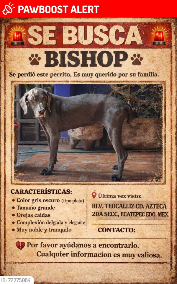 Lost Male Dog last seen Cdmx, Ecatepec de Morelos, Méx. 55120