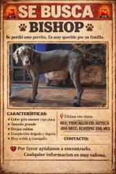 Lost Male Dog last seen Cdmx, Ecatepec de Morelos, Méx. 55120