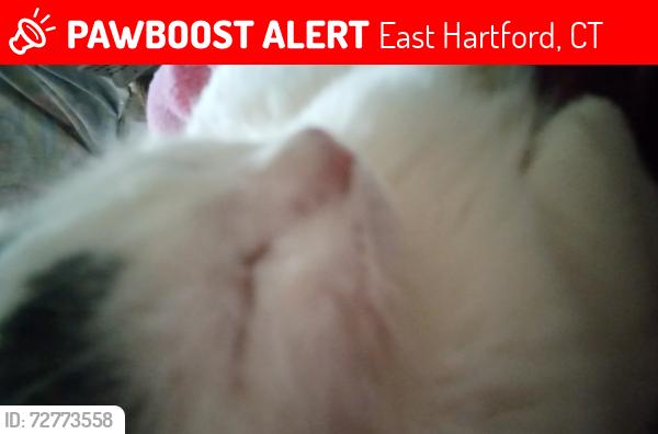 Lost Male Cat last seen Elm street near Central Ave, East Hartford, CT 06108