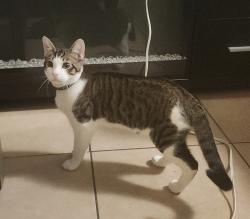 Lost Male Cat last seen Allendale , Pasadena, TX 77502