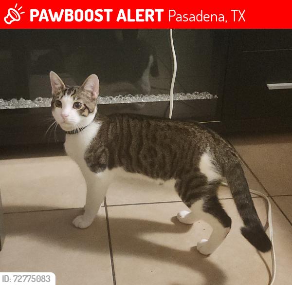 Lost Male Cat last seen Allendale , Pasadena, TX 77502