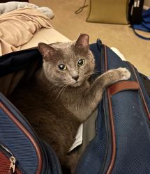 Lost Female Cat last seen Kirby Place Ln and Elmhurst Trails Ln, Seabrook, TX 77586