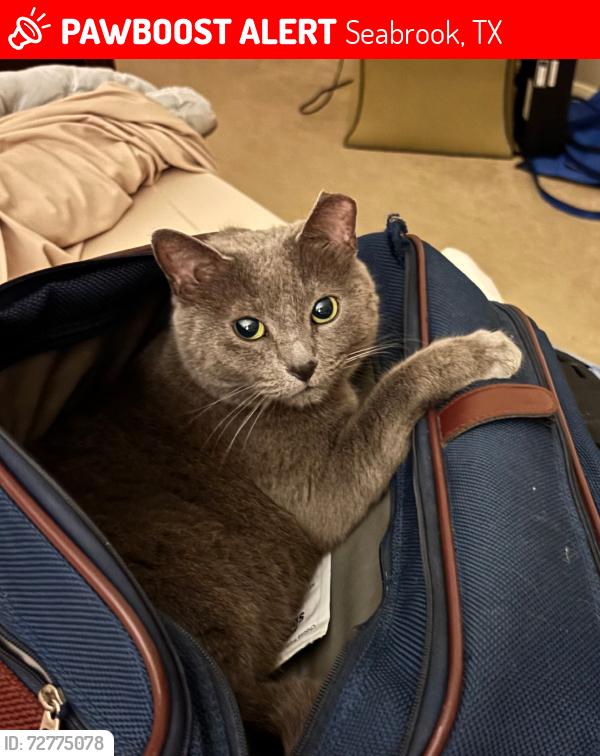Lost Female Cat last seen Kirby Place Ln and Elmhurst Trails Ln, Seabrook, TX 77586