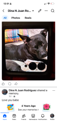 Lost Female Dog last seen Buffalo , Chicago, IL 60617