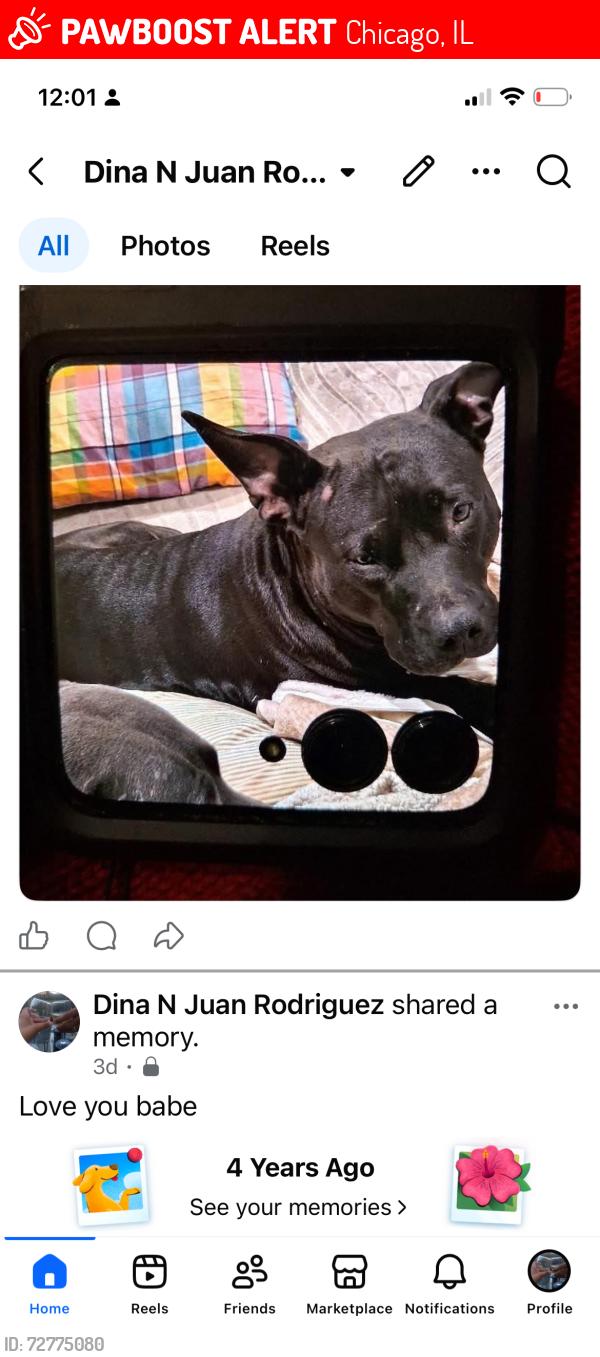 Lost Female Dog last seen Buffalo , Chicago, IL 60617