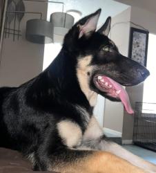 Lost Female Dog last seen Houston tx, Houston, TX 77061