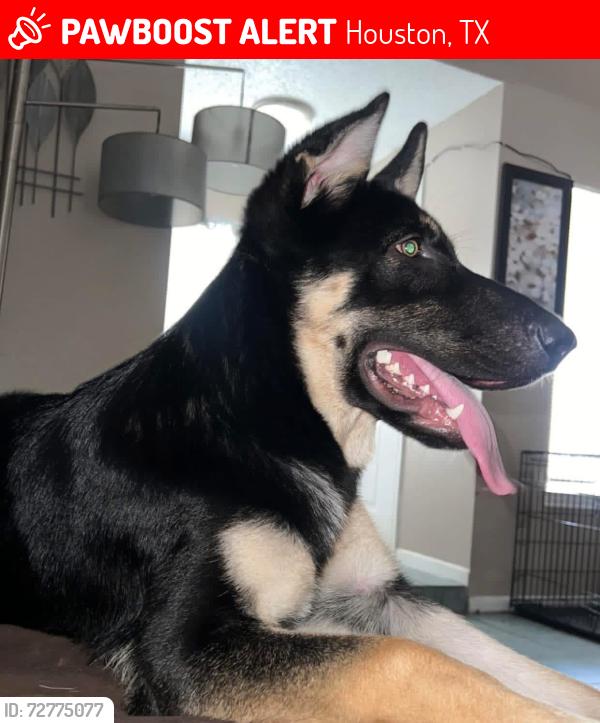 Lost Female Dog last seen Houston tx, Houston, TX 77061