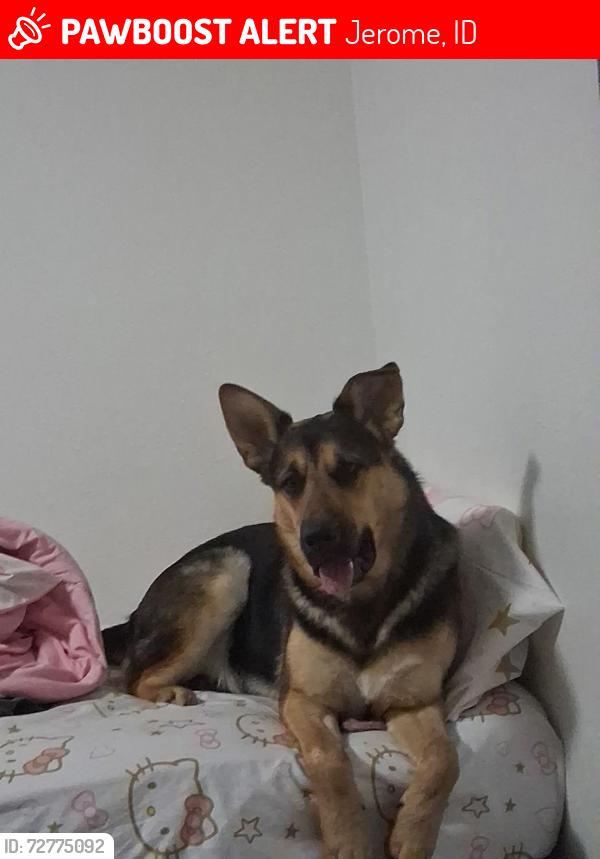 Lost Male Dog last seen 100/500 Big Little Ranches/Jerome Golf Course, Jerome, ID 83338