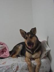 Lost Male Dog last seen 100/500 Big Little Ranches/Jerome Golf Course, Jerome, ID 83338