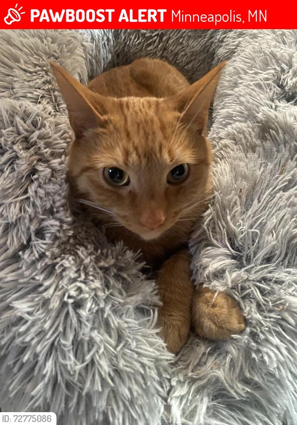 Lost Male Cat last seen 26th Ave north, Minneapolis, MN 55411