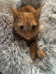 Lost Male Cat last seen 26th Ave north, Minneapolis, MN 55411