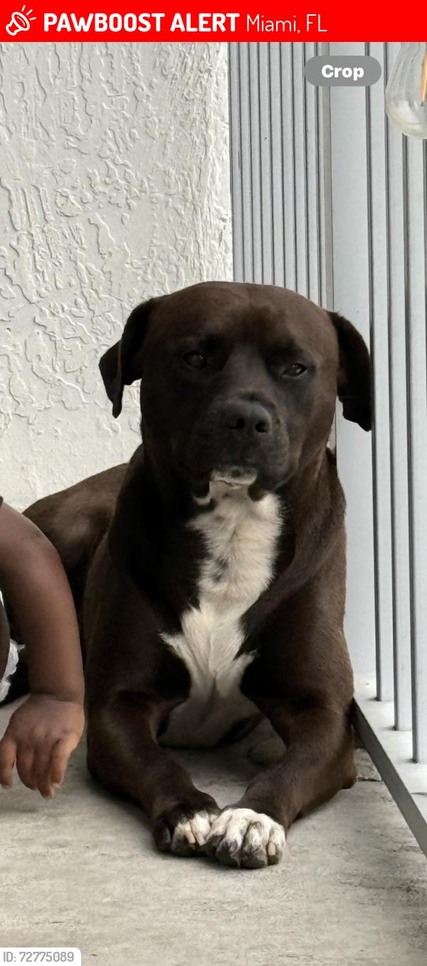 Lost Male Dog last seen Sw 23rd and 6th street, Miami, FL 33135