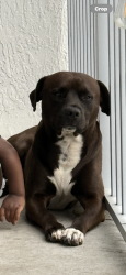 Lost Male Dog last seen Sw 23rd and 6th street, Miami, FL 33135