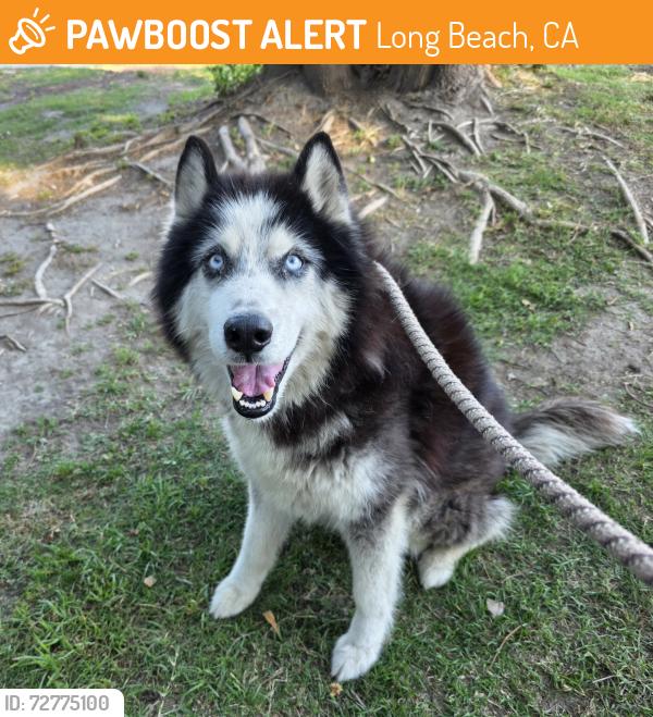 Found/Stray Male Dog last seen Near Orange Ave, Long Beach, CA 90813, Long Beach, CA 90813