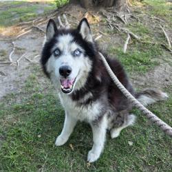 Found/Stray Male Dog last seen Near Orange Ave, Long Beach, CA 90813, Long Beach, CA 90813