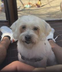 Lost Female Dog last seen Settlers Valley Dr., Pflugerville, TX 78660