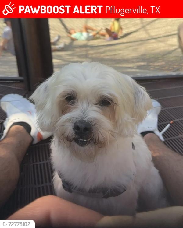 Lost Female Dog last seen Settlers Valley Dr., Pflugerville, TX 78660