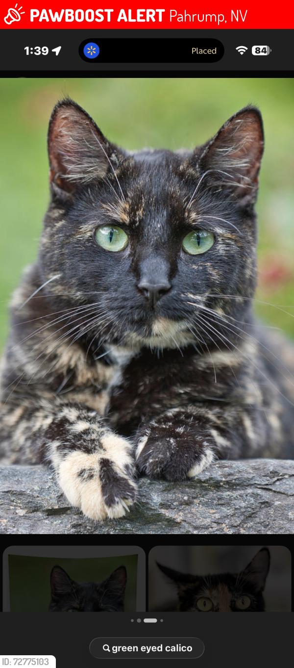 Lost Female Cat last seen Leslie bell vista Barney , Pahrump, NV 89060
